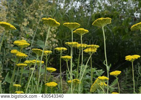 Bright Yellow Yarrow, Achillea Filipendulina Cloth Of Gold, Flowering In A Garden