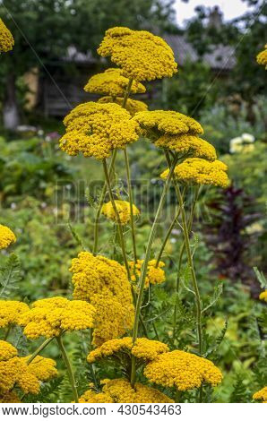 Blooming Cultivar Yarrow (achillea Filipendulina \'coronation Gold\') In The Summer Garden.yellow Fe