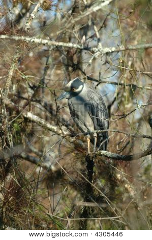 Heron