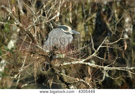 Heron