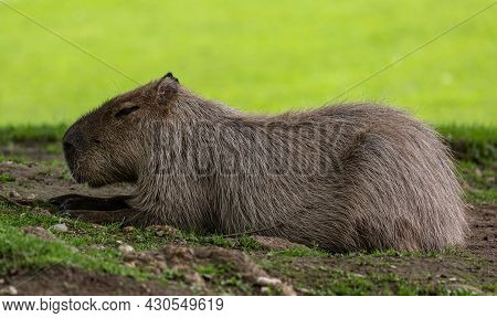 The Capybara, Hydrochoerus Hydrochaeris Is A Mammal Native To South America. It Is The Largest Livin