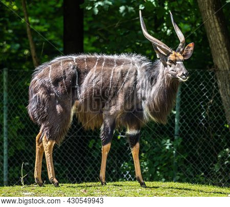 The Nyala, Tragelaphus Angasii Is A Spiral-horned Antelope Native To Southern Africa. It Is A Specie