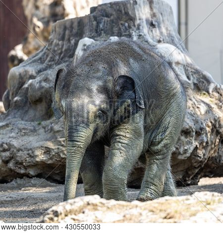 The Asian Elephant, Elephas Maximus Also Called Asiatic Elephant, Is The Only Living Species Of The 