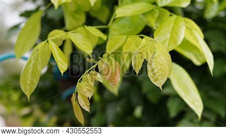 Newly Growing Leaves Of Pongamia Tree In The Garden. Beautiful Shiny Leaves Of Pongamia Pinnata Tree