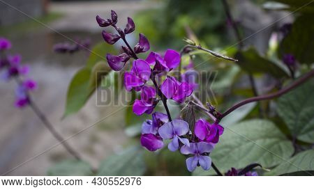 A Common Bean Purple Flower In Garden With Green Leaves . Peautiful Vegetable Flowers.