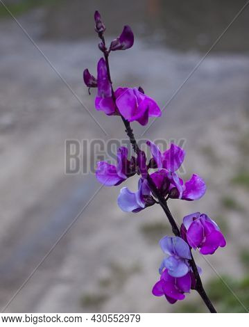 A Common Bean Purple Flower In Garden With Green Leaves . Peautiful Vegetable Flowers.