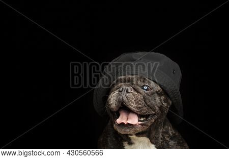 Image Of Dog Dark Background Studio Light