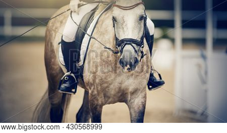 Equestrian Sport. Portrait Sports Stallion In The Double Bridle.the Legs Of The Rider In The Stirrup