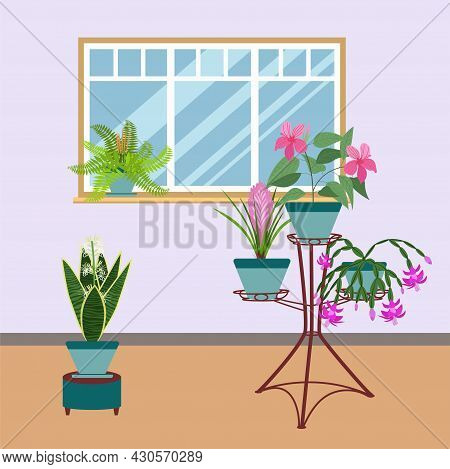 Interior With Indoor Plants On A Stand For The Design Of A Home, Room Or Office. Sansevieria, Chloro