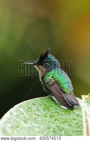 Antillean Crested Hummingbird (orthorhyncus Cristatus) Sitting On A Leaf, Grenada Island, Grenada