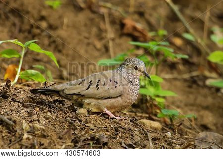 Common Ground Dove (columbina Passerina) On Grenada Island, Grenada, West Indies