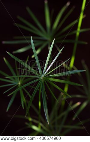 Close Up Umbrellas Of Cyperus Plant On The Black Background