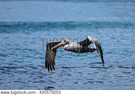 Brown Pelican (pelecanus Occidentalis) In Flight, Carriacou Island, Grenada.