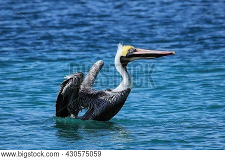 Brown Pelican (pelecanus Occidentalis) On Carriacou Island, Grenada.