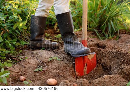 Woman Shod In Boots Digs Potatoes In Her Vegetable Garden. Growing Organic Veggies Herself. Gardenin