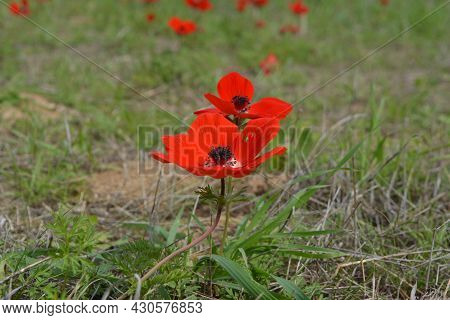 Blooming Bright Red Buttercups In Southern Israel