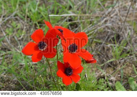 Blooming Bright Red Buttercups In Southern Israel