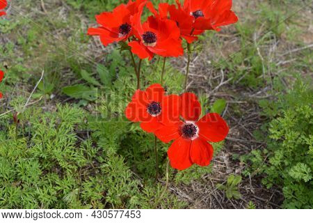 Blooming Bright Red Buttercups In Southern Israel