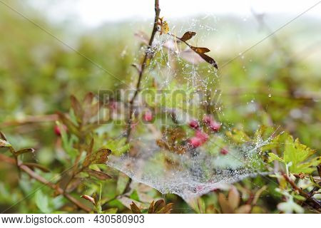Branches Of Wild Rose Hips Braided With Cobwebs Covered With Shiny Drops Of Morning Dew. Rainy Day I