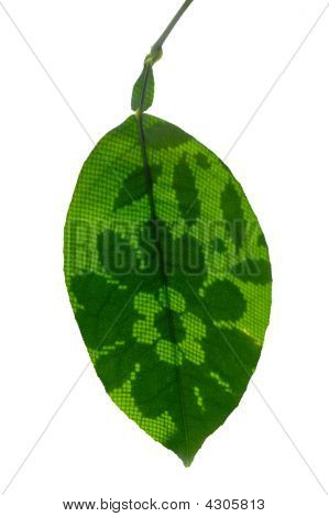 Citron orlov