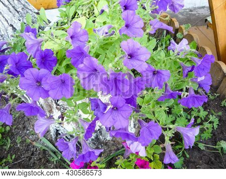 Purple Bell Flowers On The Flower Bed Bloom In The Summer.