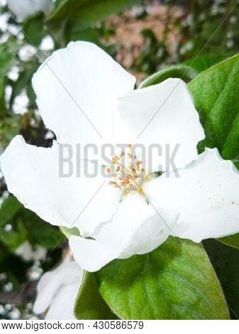 Yve Blossoms. White Quince Flowers On Branches