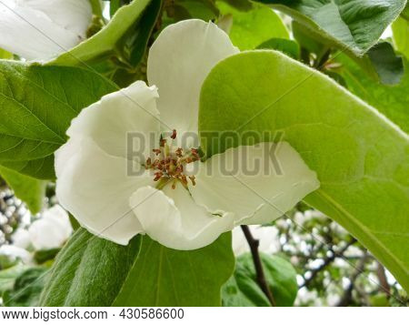 Yve Blossoms. White Quince Flowers On Branches