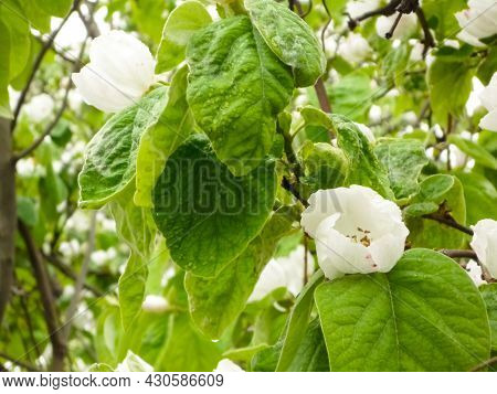 Yve Blossoms. White Quince Flowers On Branches