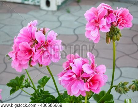 Flowering Pink Geranium. Geranium Houseplant Flowering Pink Geranium. Geranium Houseplant