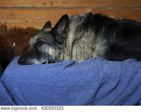 A Shephered Dog Napping On A Sofa, Covered With Blue Blanket