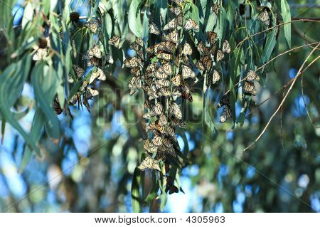 Birden fazla Monarch kelebek