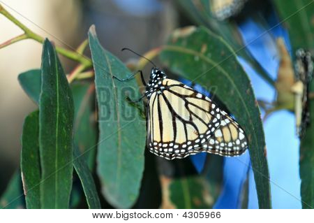 Monarch kelebek yaprak üzerinde