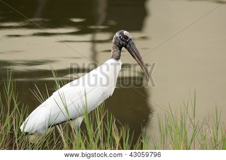 Waldstorch (Mycteria Americana)
