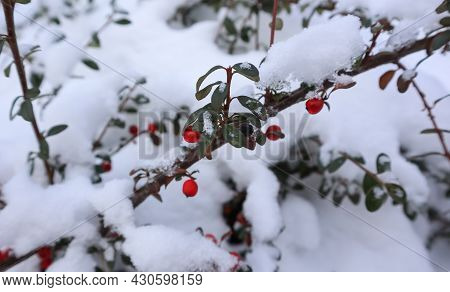 Branch With Small Bright Red Berries Under The Snow On A Winter Day