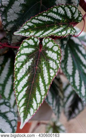 Beautiful Leaf Pattern Of Cissus Discolor, Also Known As Cissus Javana