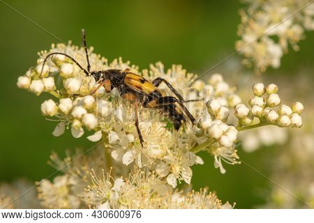 Macro Shot Of A Spotted Longhorn (rutpela Maculata) Beetle Feeding On The Pollen Of Meadowsweet (fil