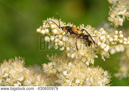 Spotted Longhorn (rutpela Maculata) Beetle