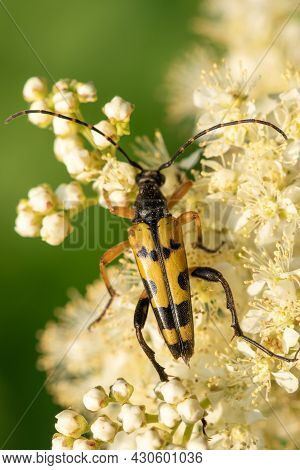 Macro Shot Of A Spotted Longhorn (rutpela Maculata) Beetle Feeding On The Pollen Of Meadowsweet (fil