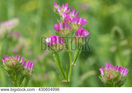 Wavyleaf Sea Lavender (limonium Sinuatum) Flowers