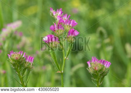 Wavyleaf Sea Lavender (limonium Sinuatum) Flowers
