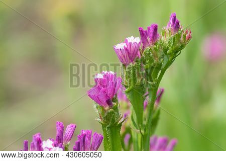 Wavyleaf Sea Lavender (limonium Sinuatum) Flowers