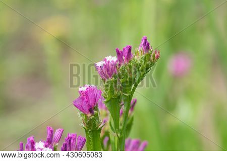 Wavyleaf Sea Lavender (limonium Sinuatum) Flowers