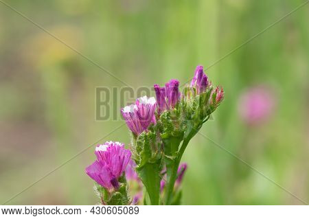 Wavyleaf Sea Lavender (limonium Sinuatum) Flowers