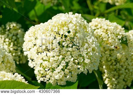 Hydrangea Arborescens Smooth Hydrangea Flowers. Close Up