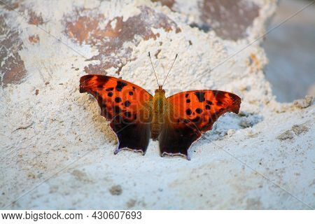 Question Mark Butterfly Spreading Its Wings - Polygonia Interrogationis