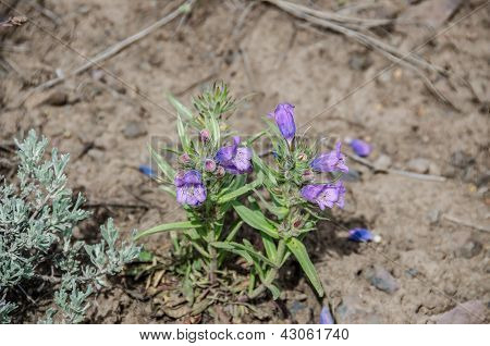 Fuzzytongue Penstemon (Penstemon eriantherus)