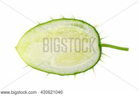 Ecballium Isolated On White Background. Ecballium Elaterium Or Wild Cucumber Pods. Top View.