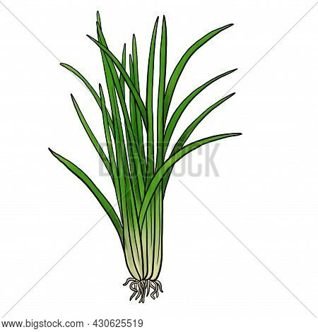 Drawing Vetirver Plant Isolated At White Background, Chrysopogon Zizanioides, Hand Drawn Illustratio