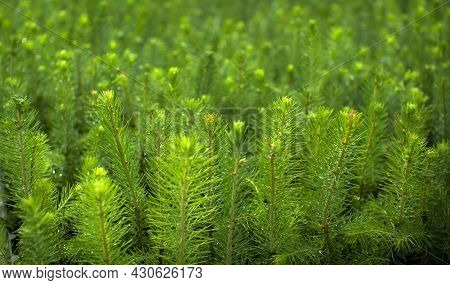 Green Seedlings Of Coniferous Trees. A Greenhouse For Growing Plants And Trees.