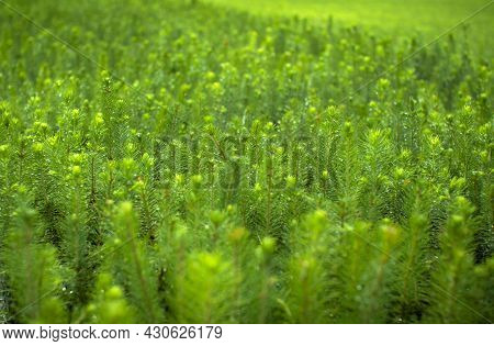 Green Seedlings Of Coniferous Trees. A Greenhouse For Growing Plants And Trees.